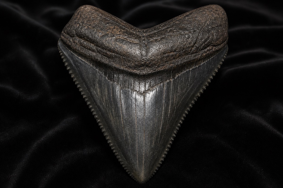 Megalodon tooth β 5.8" Miocene