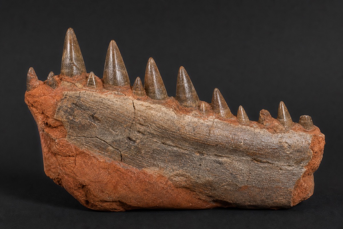 Mosasaur jaw β Kem Kem, Morocco